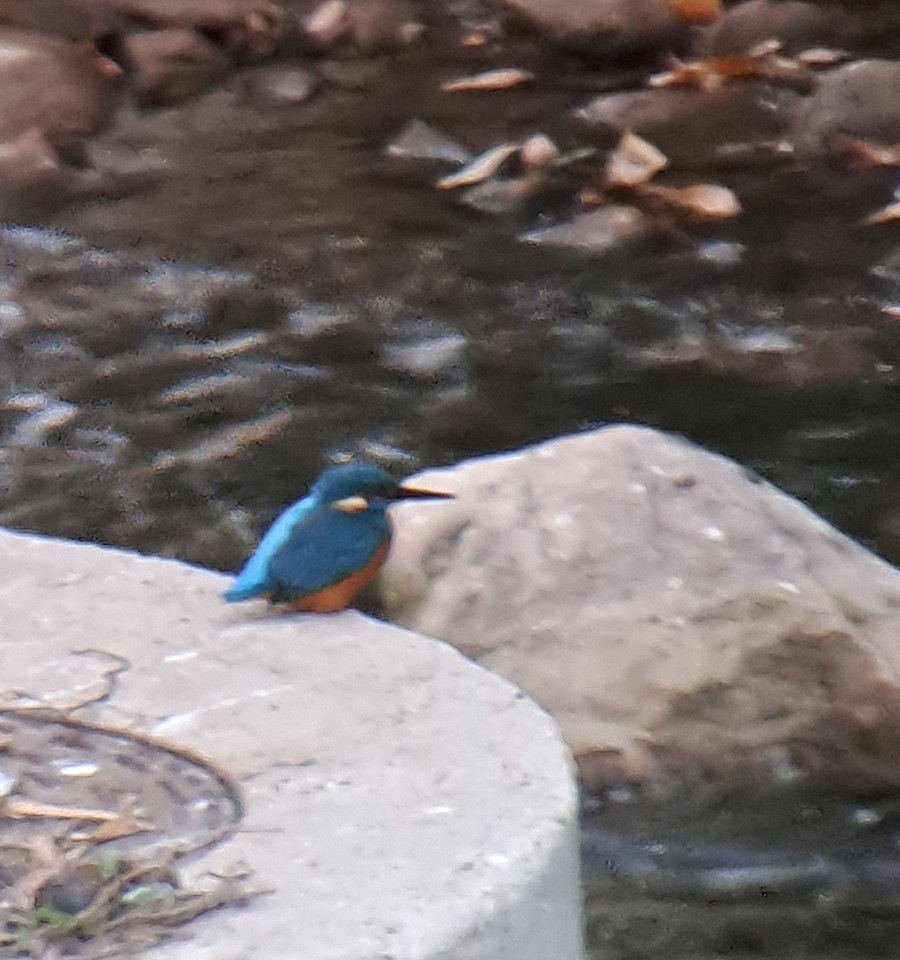 Common Kingfisher - ML644204172