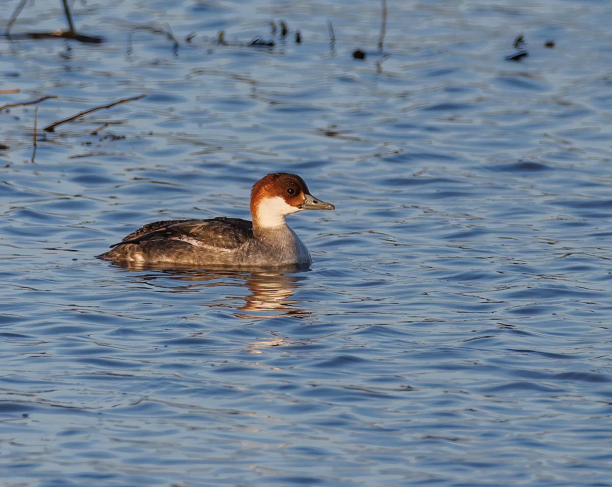 Цахиур бохио - ML644204183