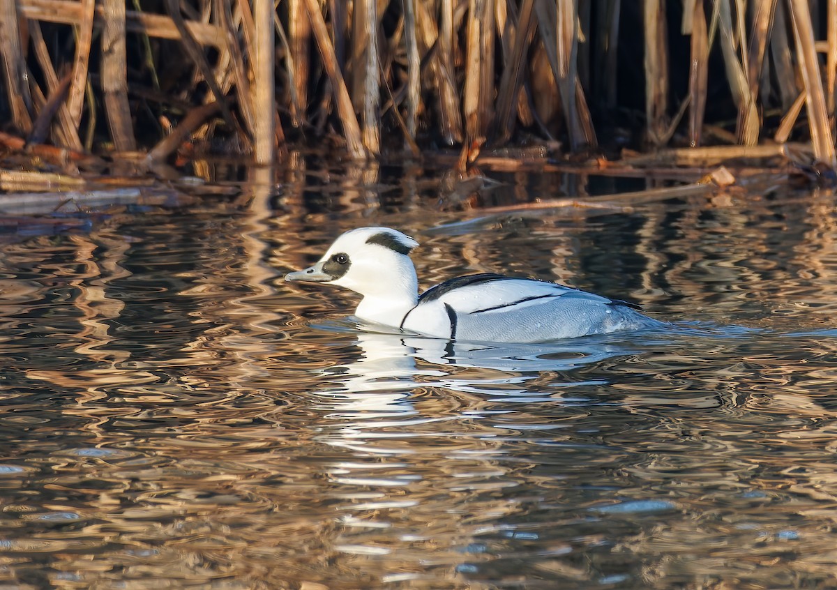 Цахиур бохио - ML644204184