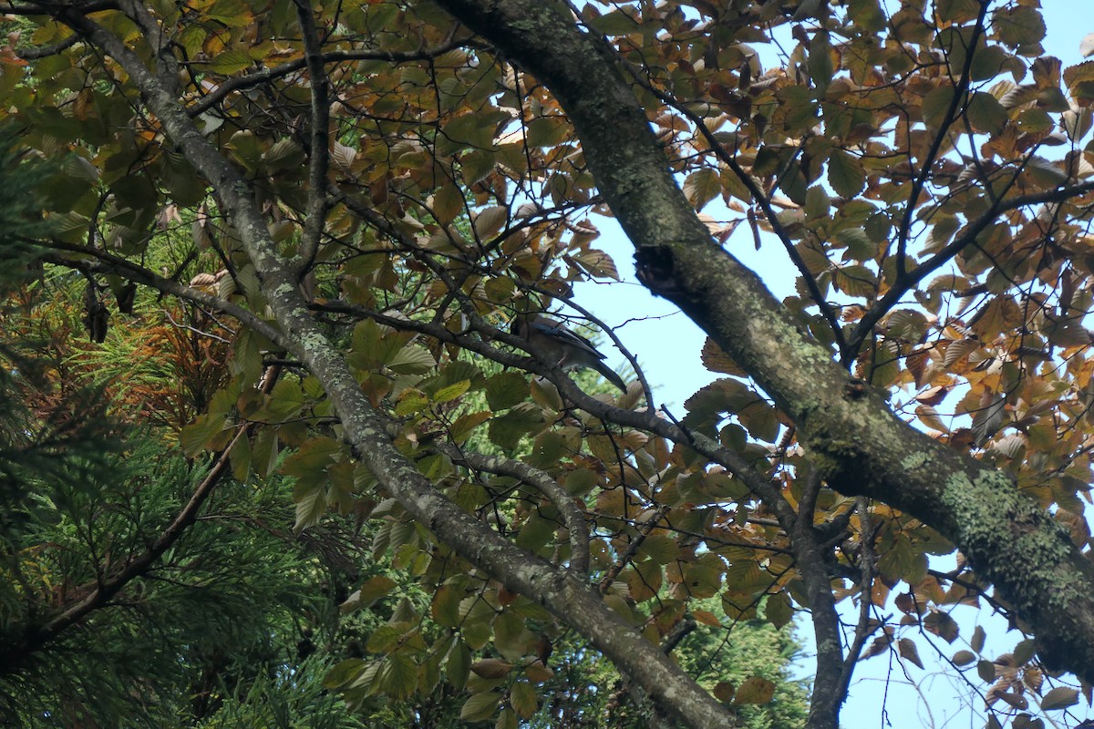 Eurasian Jay - ML644204186