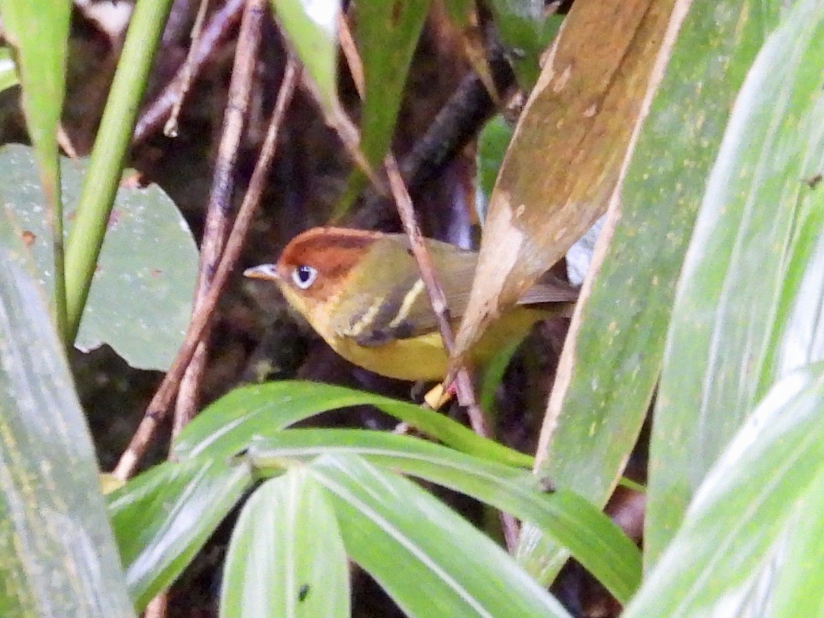 Скриточуб жовтогрудий - ML644204188