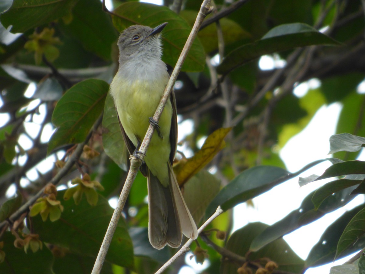 Kolombiya Vadi Sinekkapanı - ML644204189