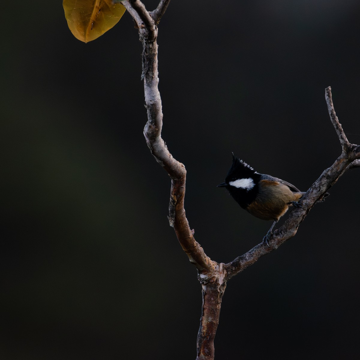 Rufous-vented Tit - ML644204191
