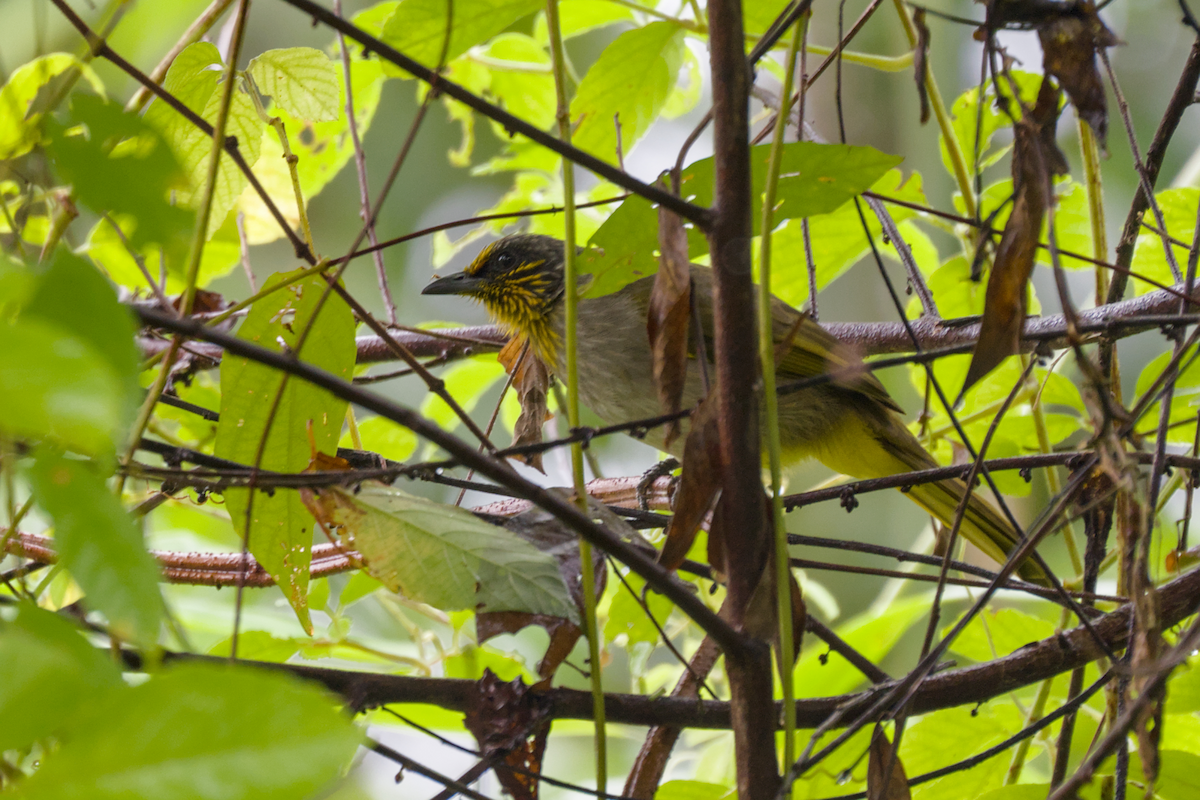 Stripe-throated Bulbul - ML644204192