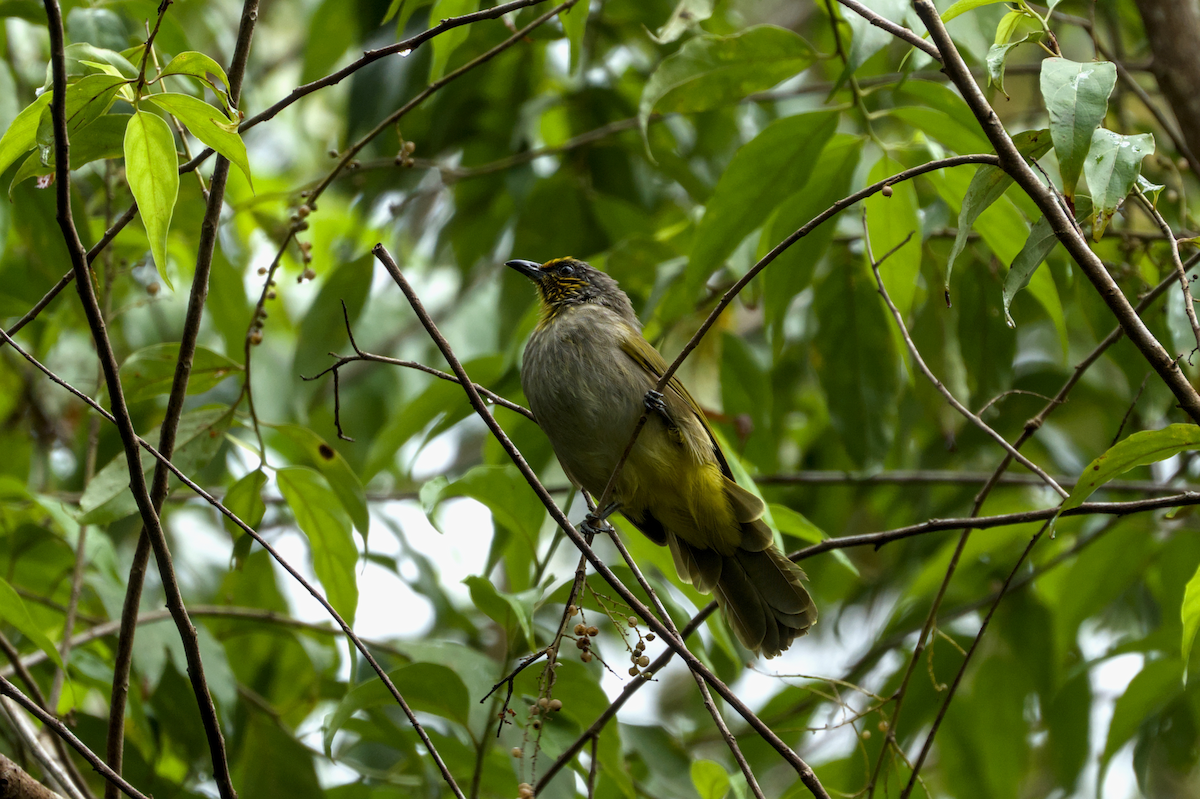 Stripe-throated Bulbul - ML644204193
