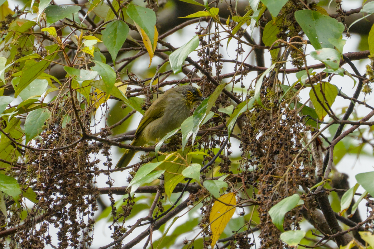 Stripe-throated Bulbul - ML644204200