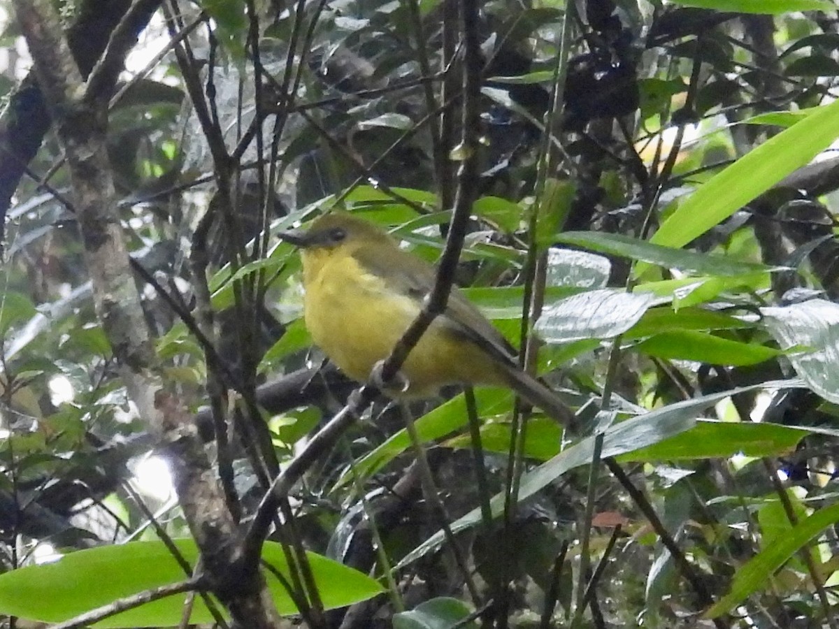 Bornean Whistler - ML644204205