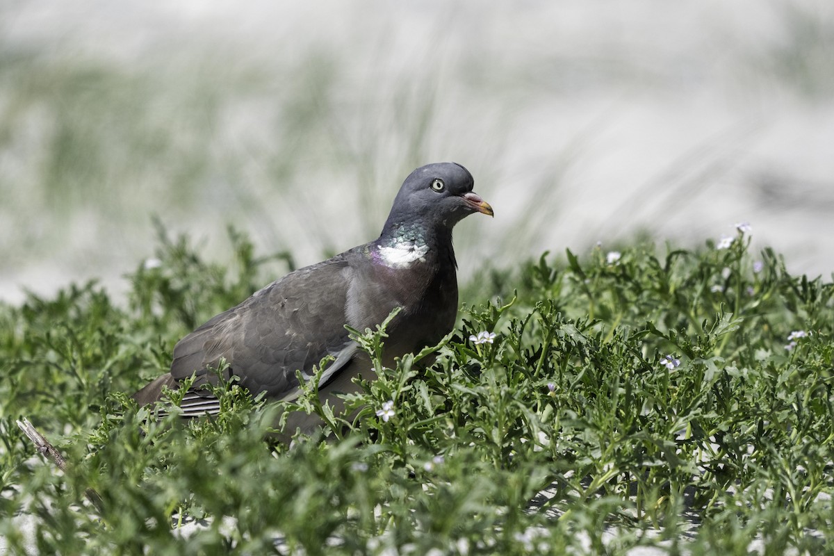 Tahtalı - ML644204206