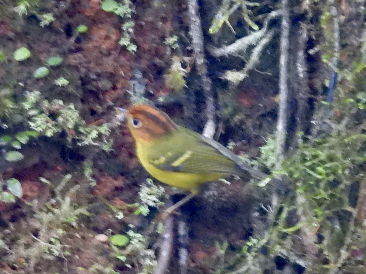 Скриточуб жовтогрудий - ML644204230