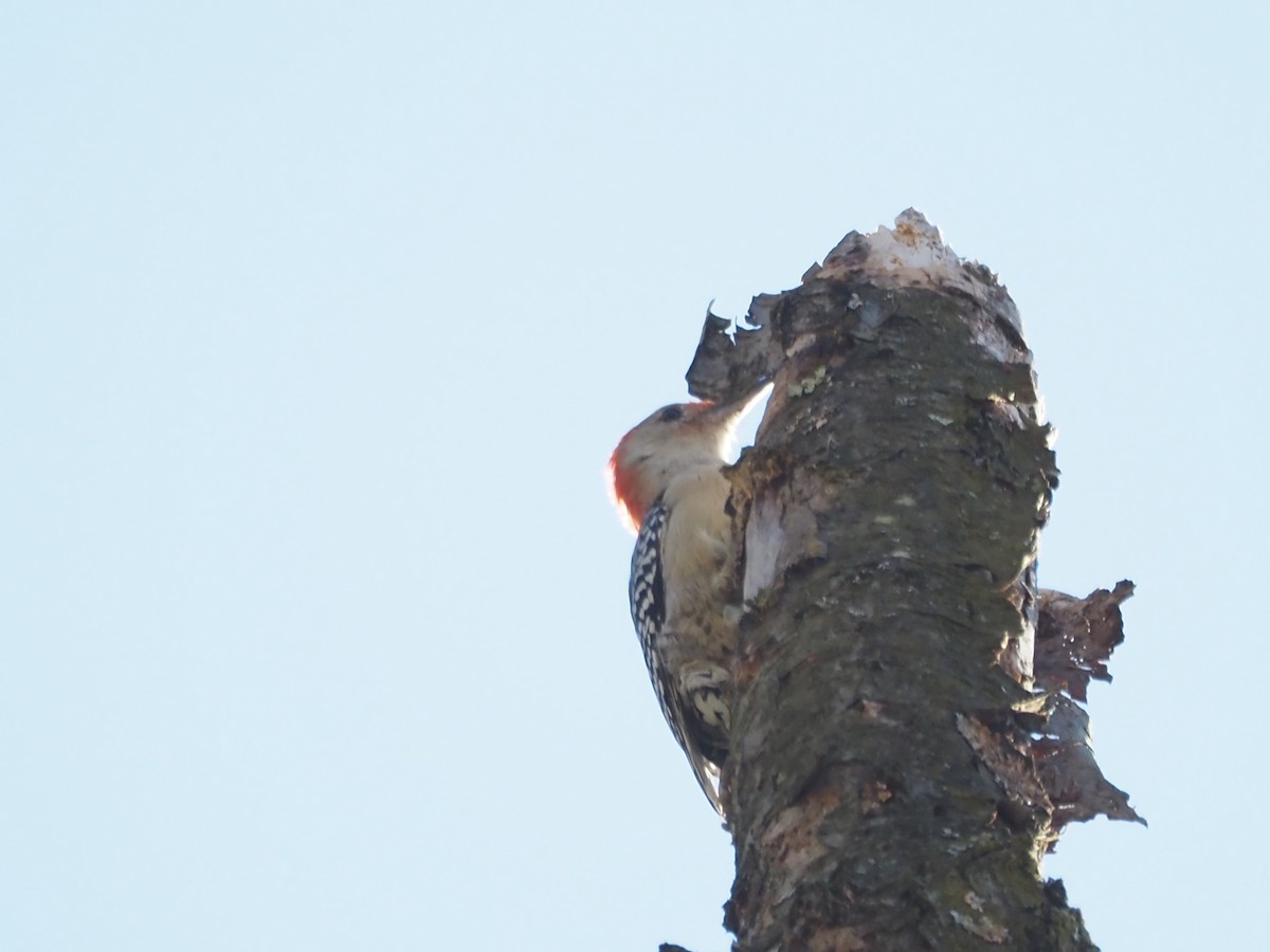 Red-bellied Woodpecker - ML644204241