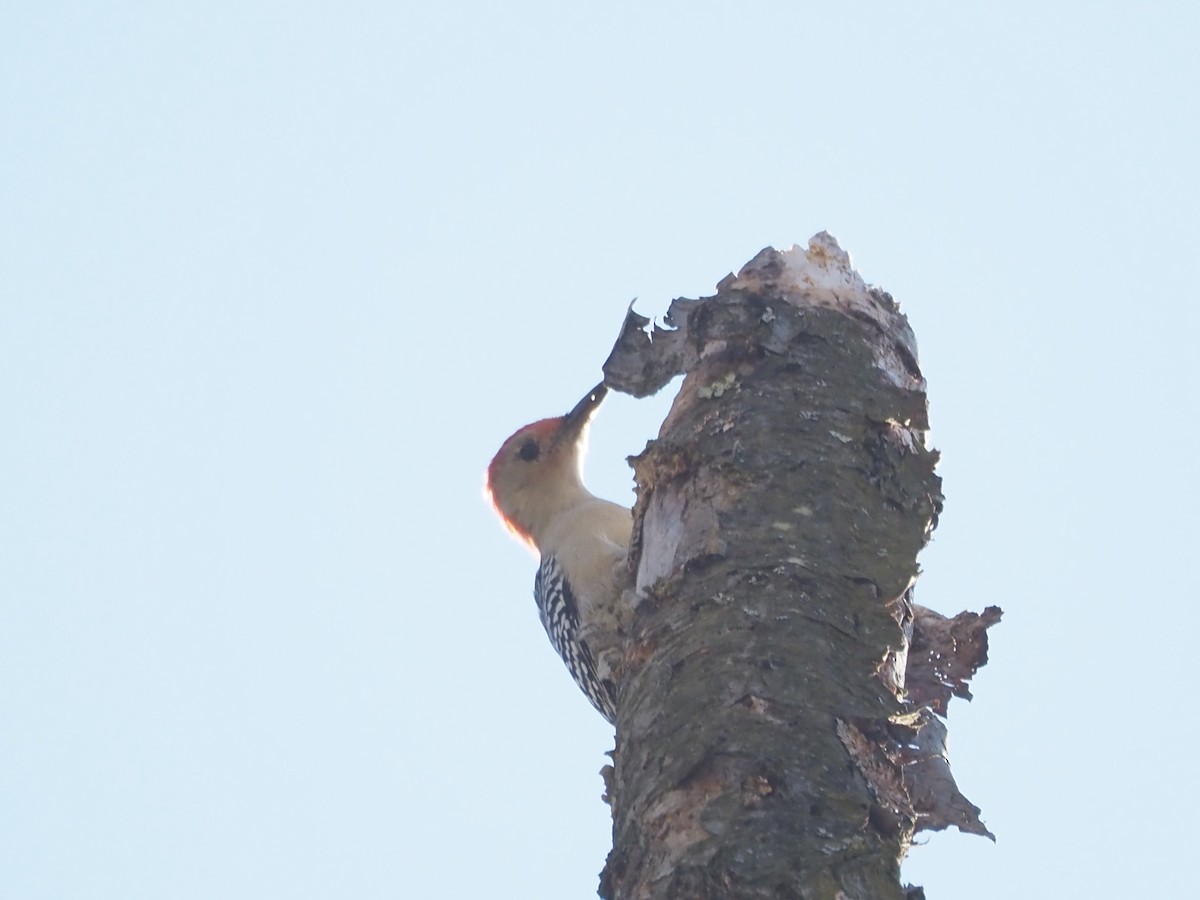 Red-bellied Woodpecker - ML644204242