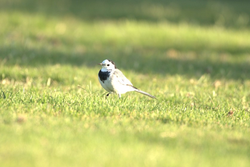 White Wagtail - ML644204289