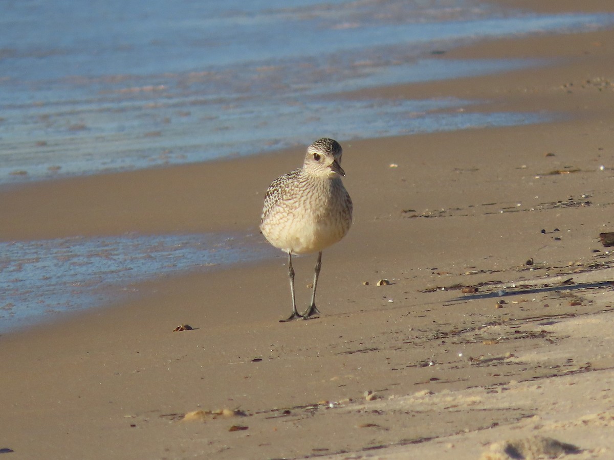 Black-bellied Plover - ML644204300