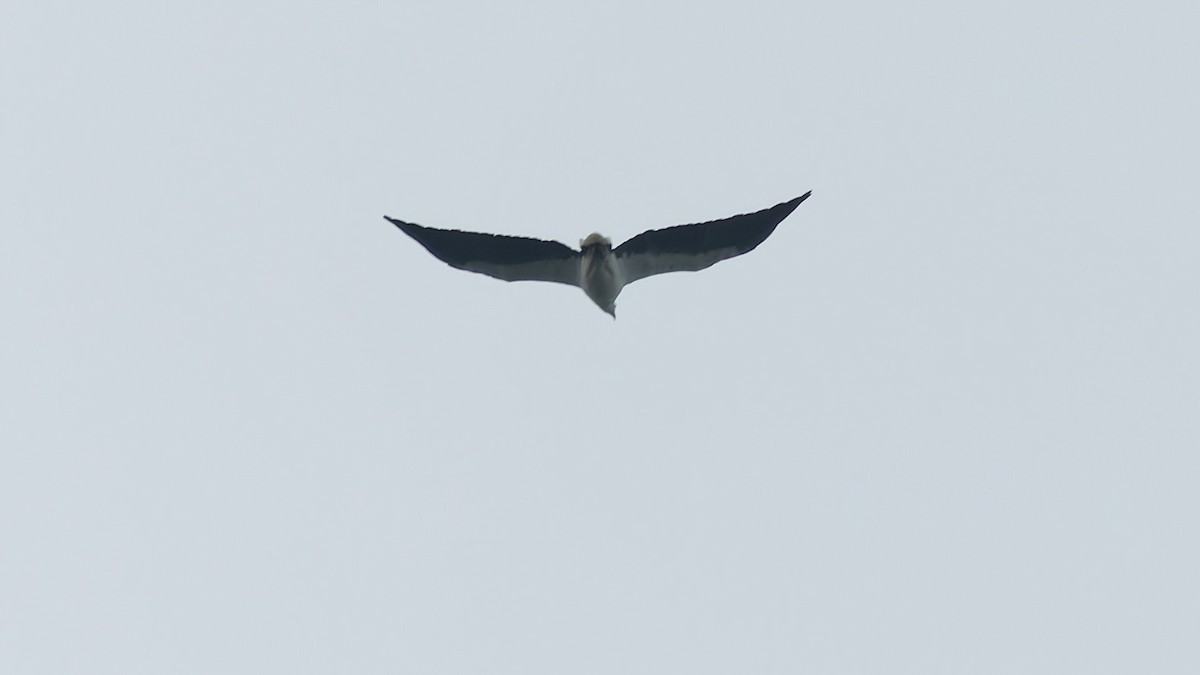 White-bellied Sea-Eagle - ML644204302
