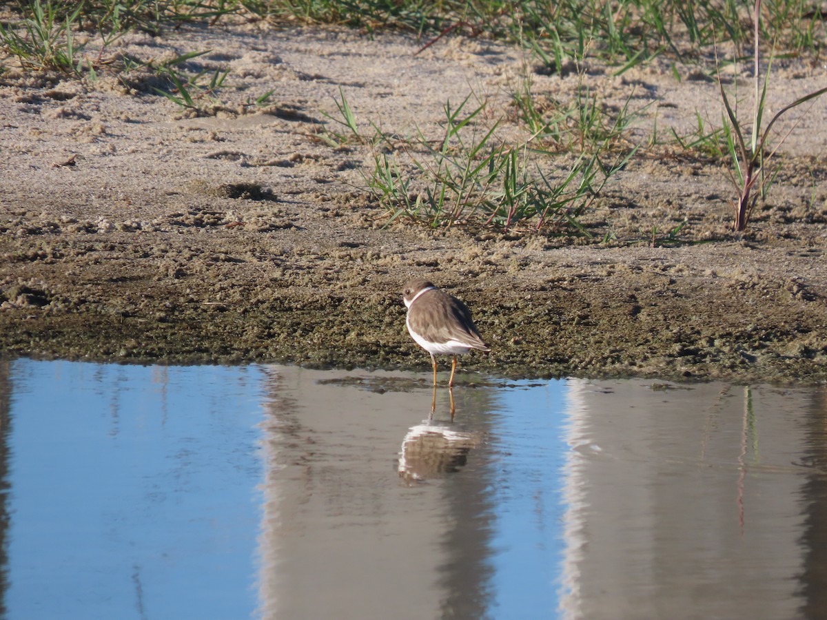 Semipalmated Plover - ML644204303