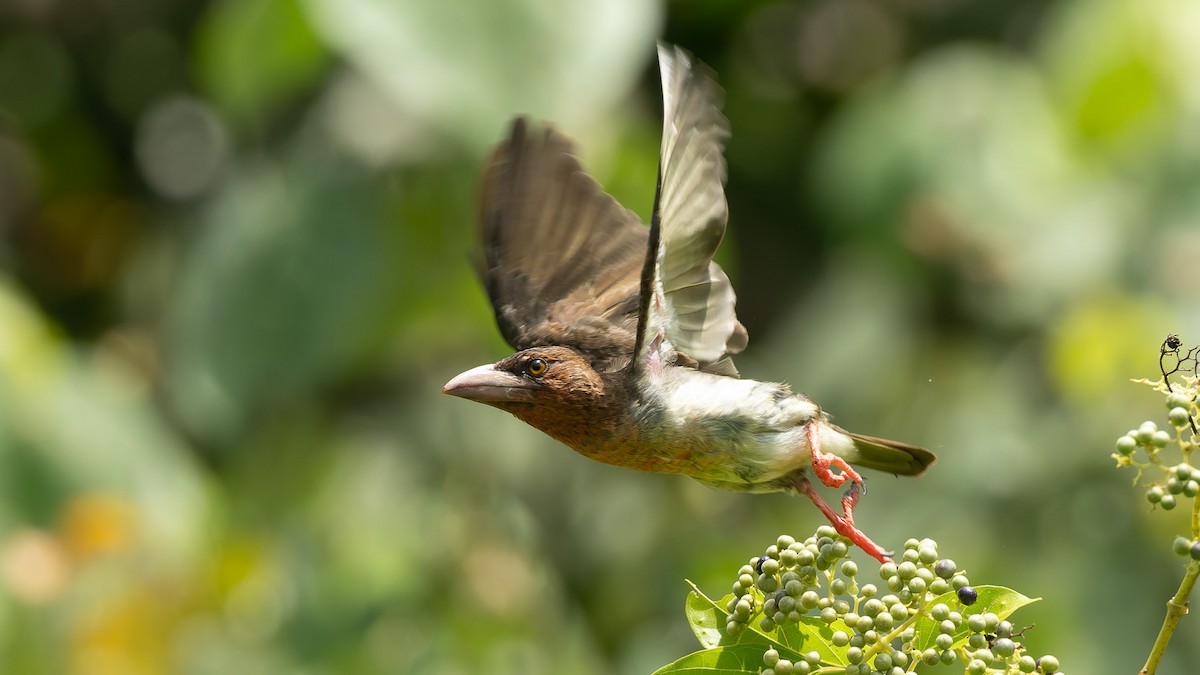 Brown Barbet - ML644204305