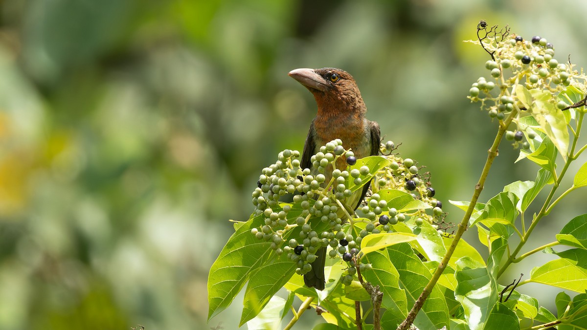 Brown Barbet - ML644204306