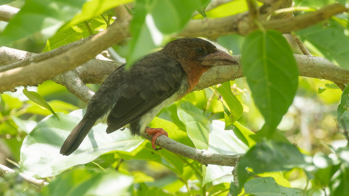 Brown Barbet - ML644204307