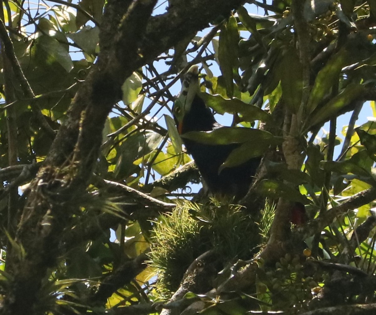 Spot-billed Toucanet - ML644204308