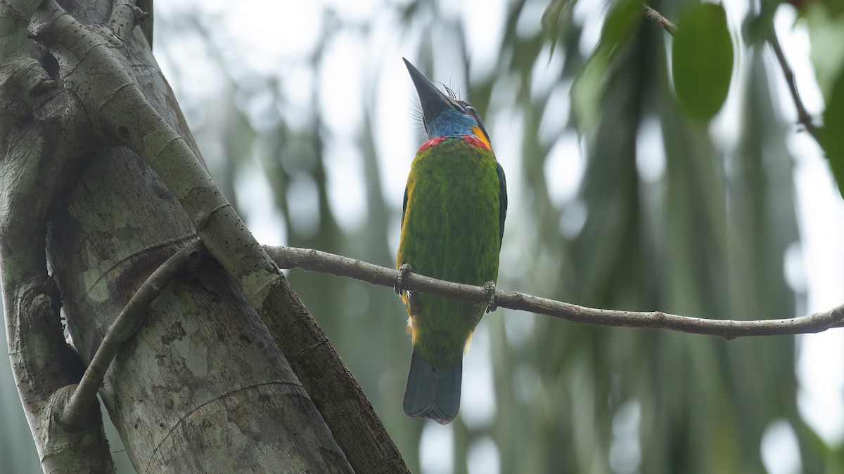 Red-crowned Barbet - ML644204311