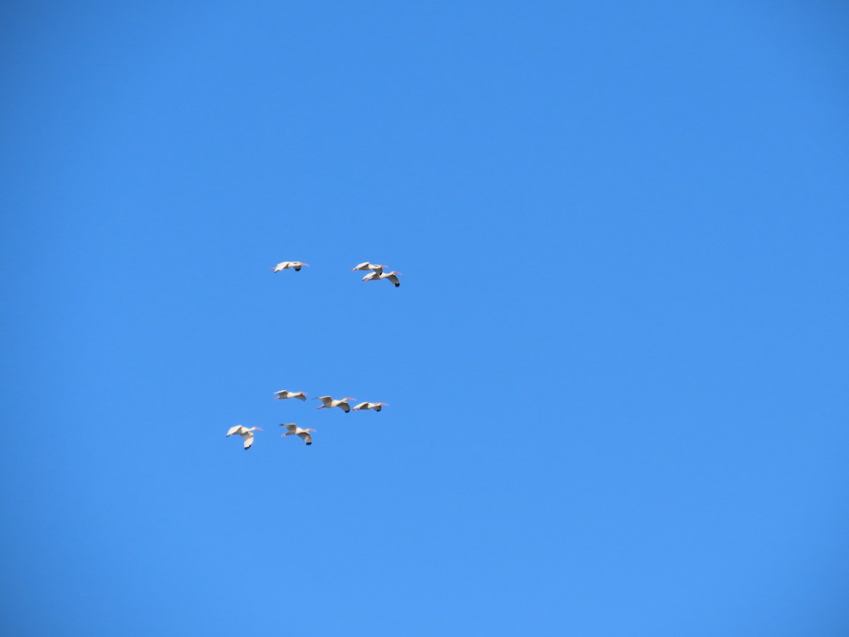 White Ibis - ML644204312