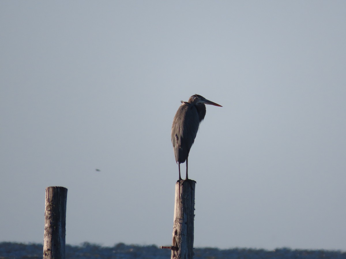 Great Blue Heron - ML644204322