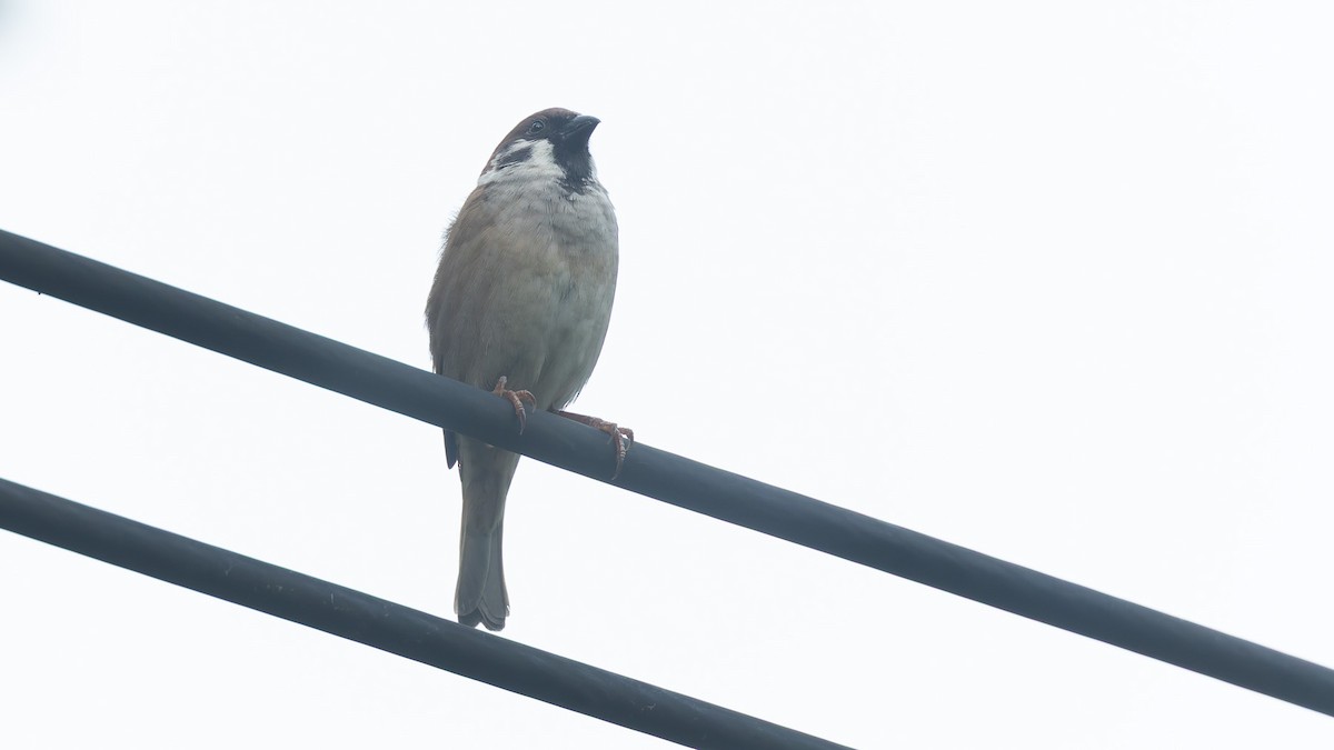Eurasian Tree Sparrow - ML644204326