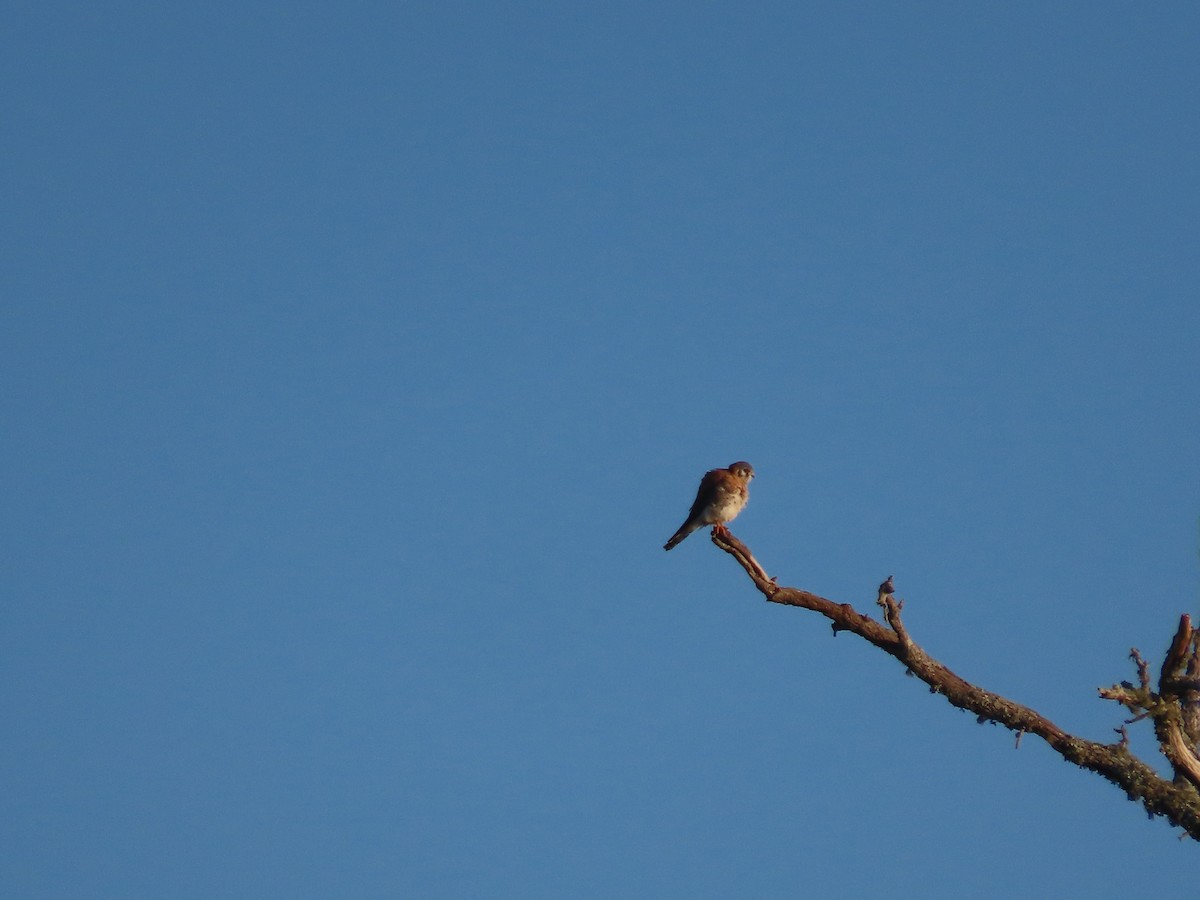 American Kestrel - ML644204330