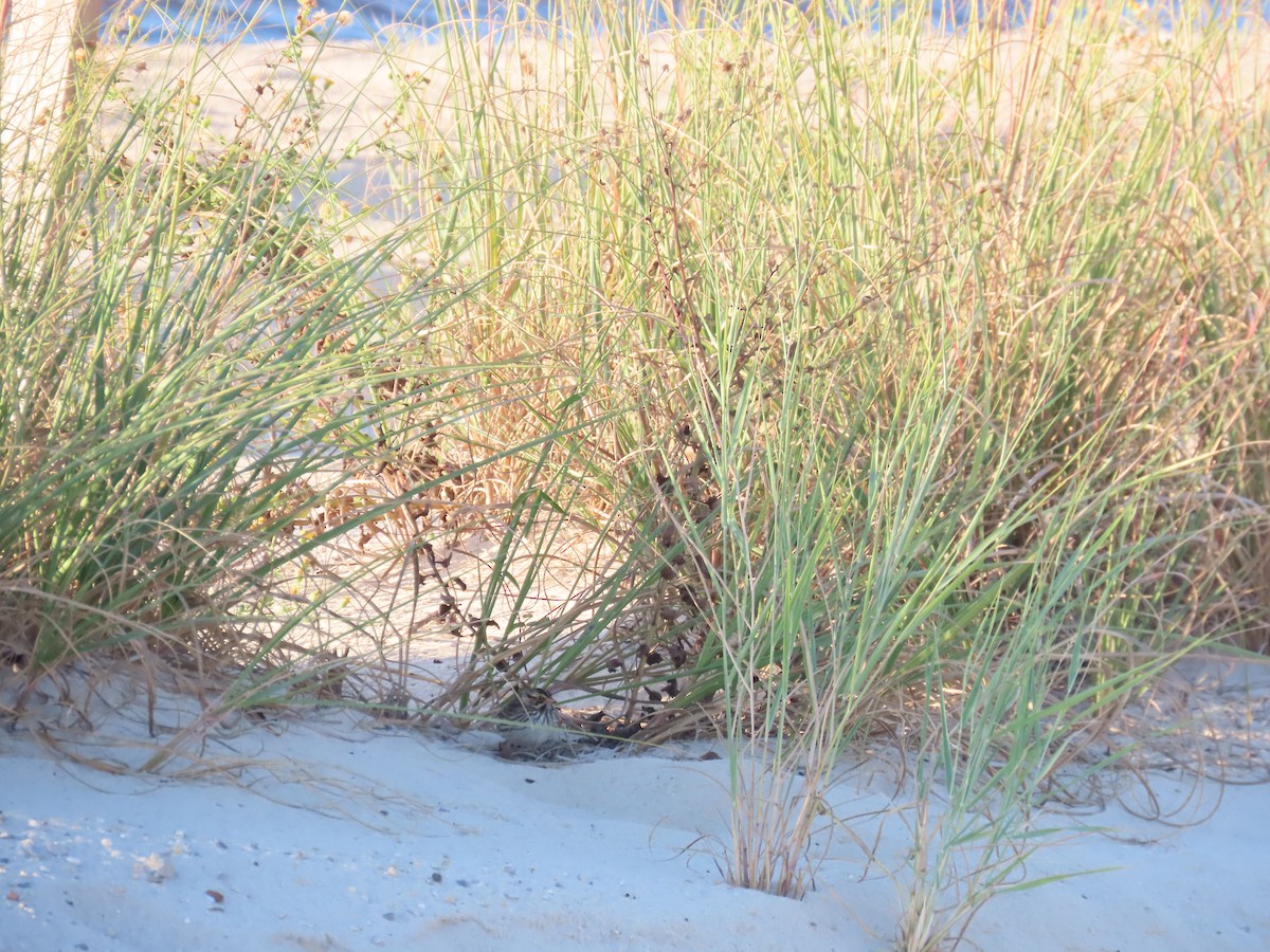 Savannah Sparrow - ML644204336