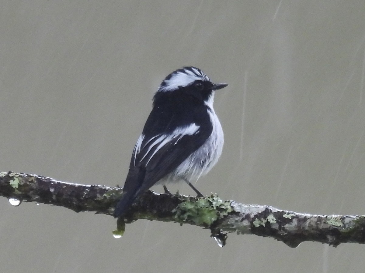 Little Pied Flycatcher - ML644204338