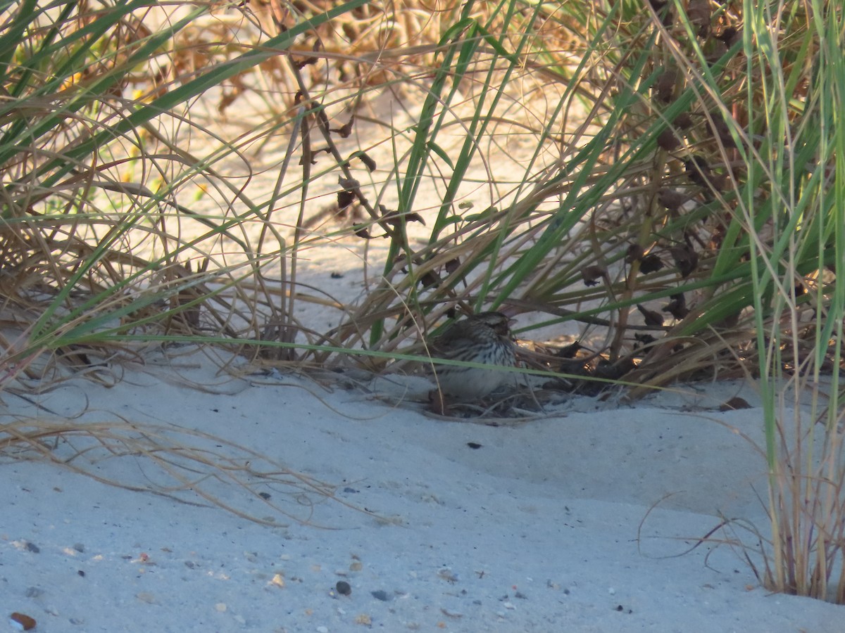 Savannah Sparrow - ML644204339