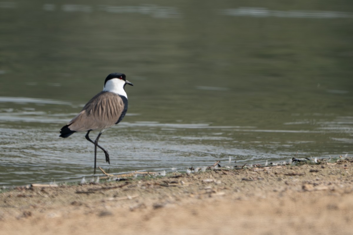 Spur-winged Lapwing - ML644204346