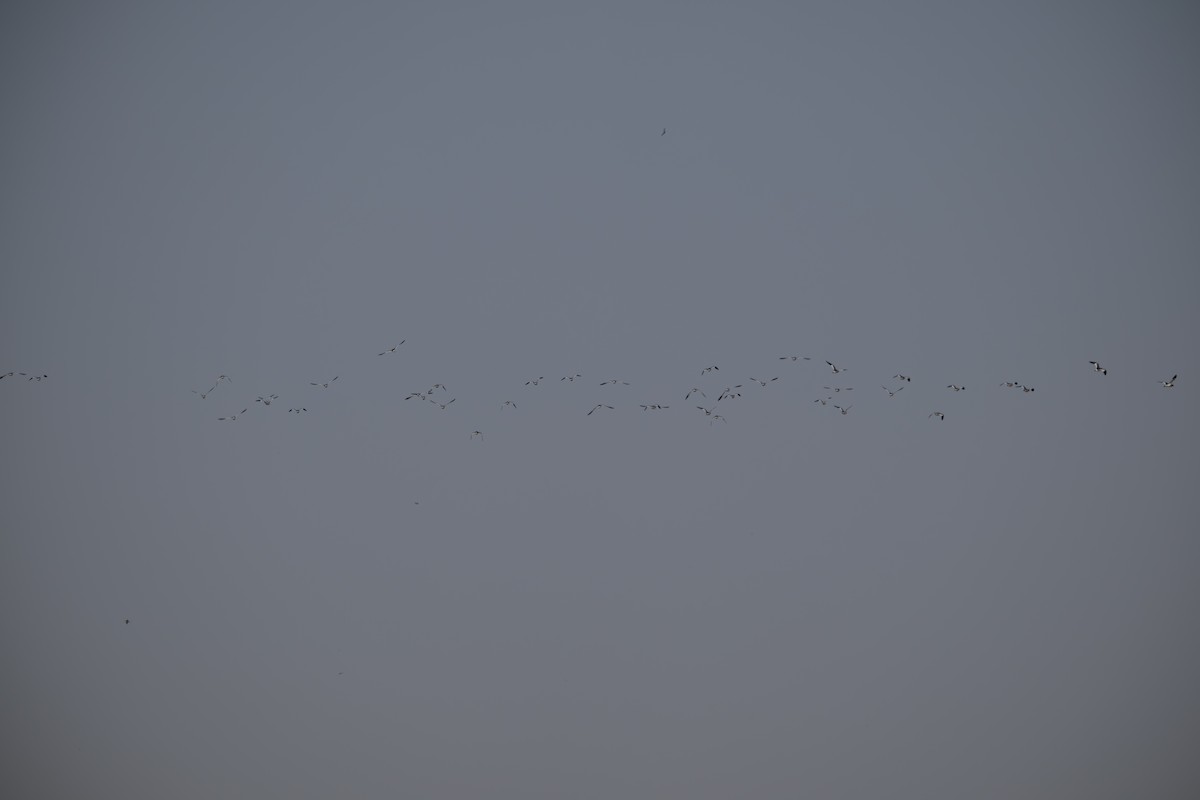 Sociable Lapwing - ML644204355