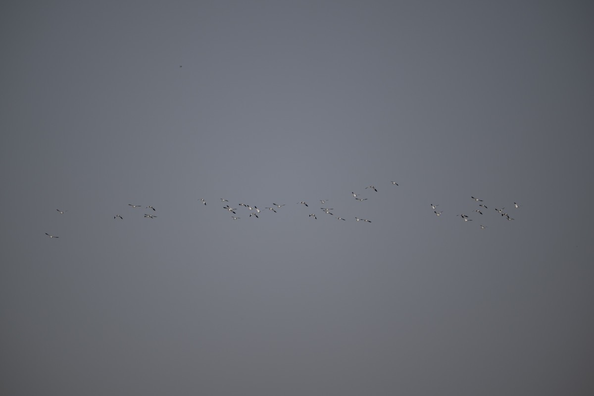 Sociable Lapwing - ML644204356