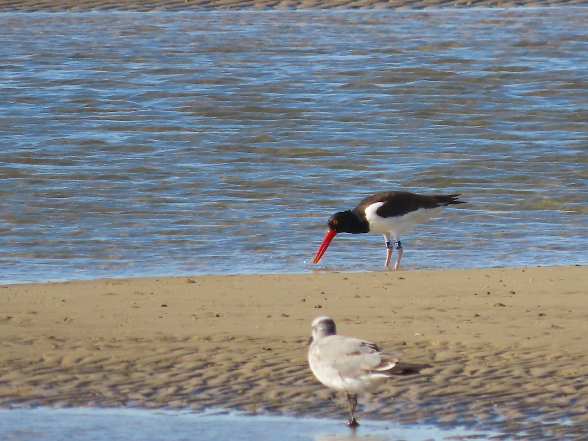 American Oystercatcher - ML644204393