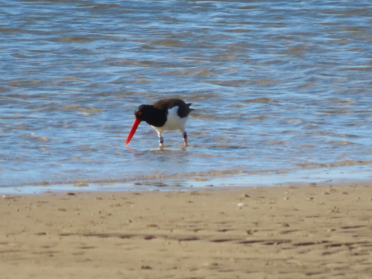 American Oystercatcher - ML644204394