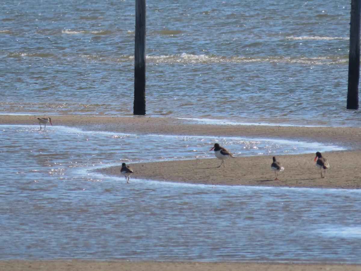 American Oystercatcher - ML644204395