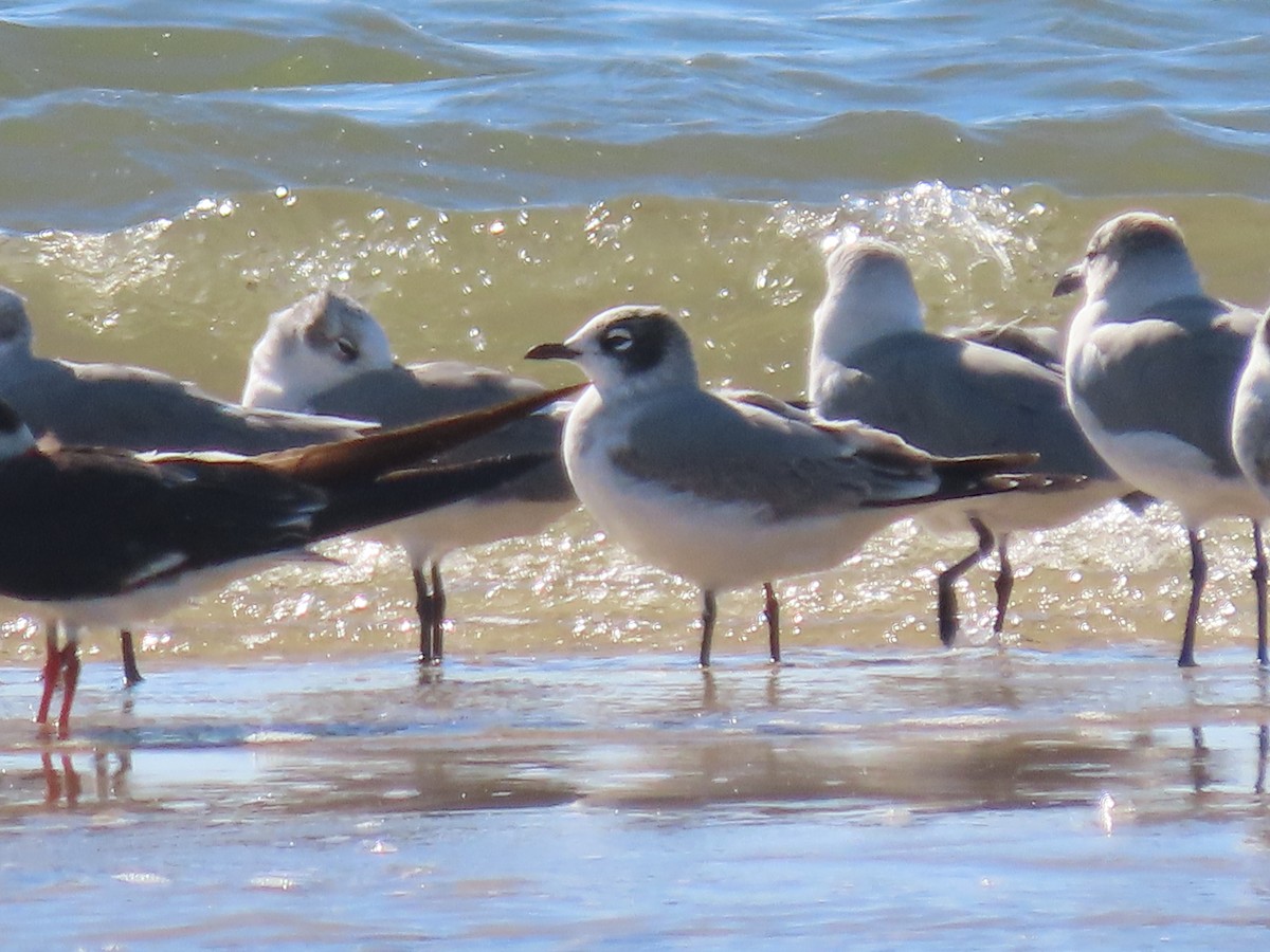 Franklin's Gull - ML644204397