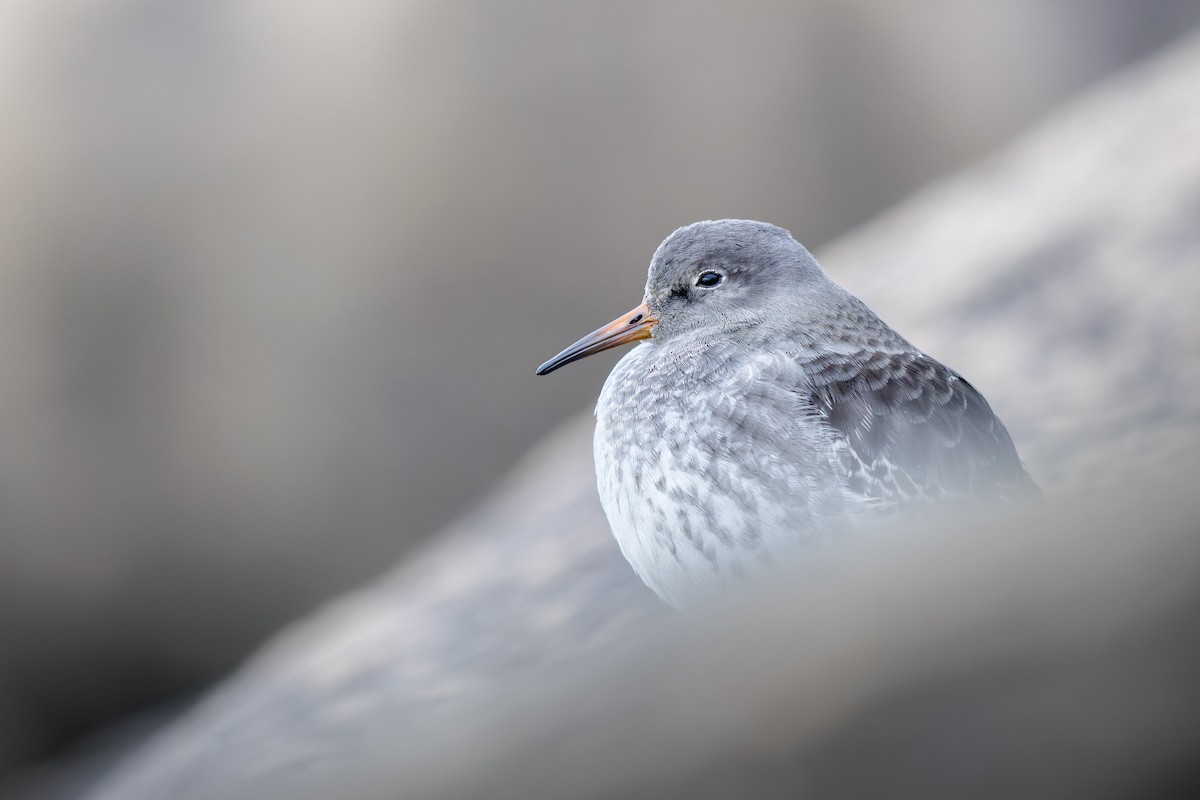 Purple Sandpiper - ML644204406