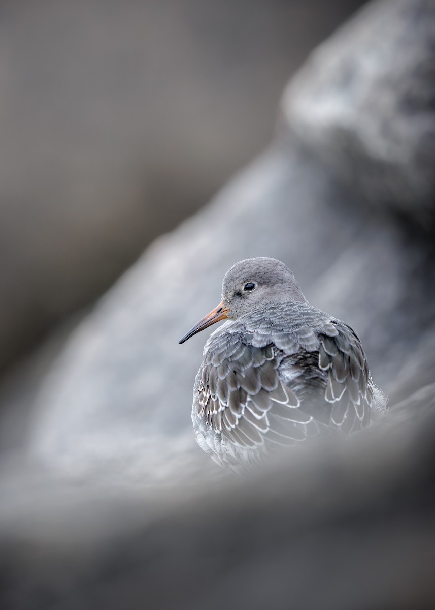 Purple Sandpiper - ML644204407