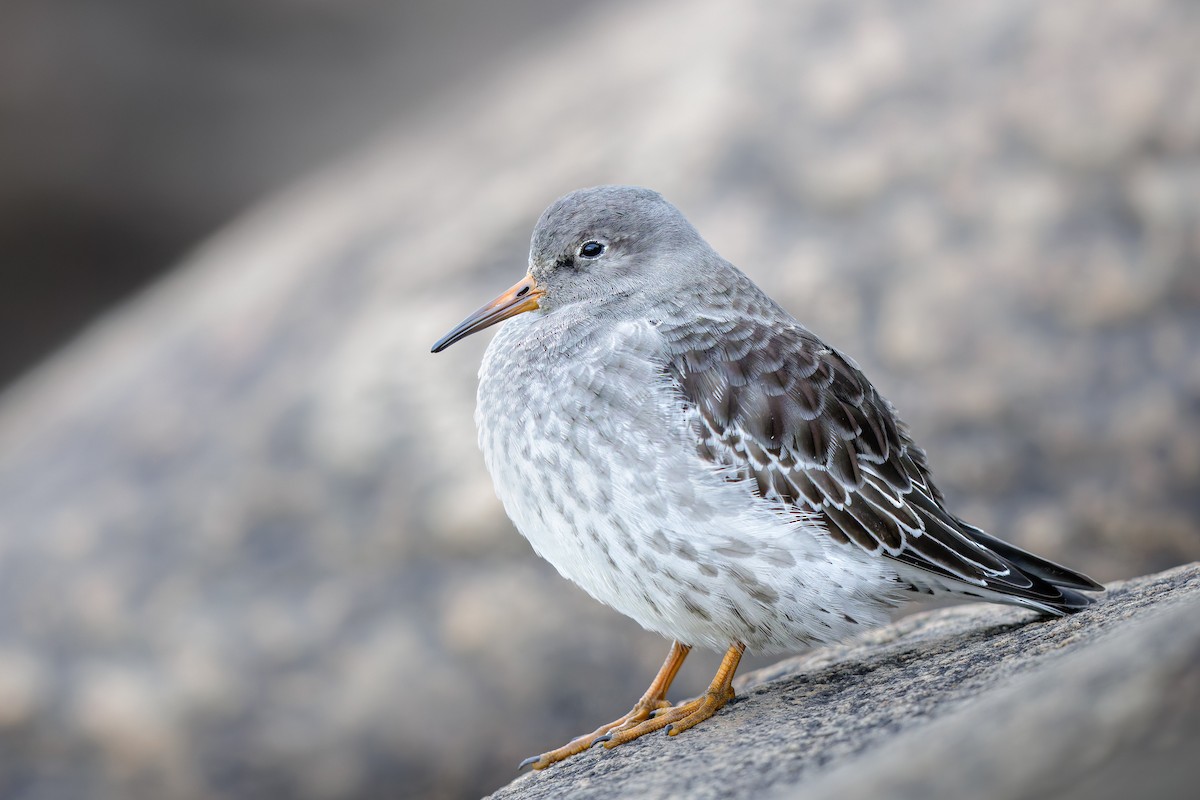 Purple Sandpiper - ML644204408