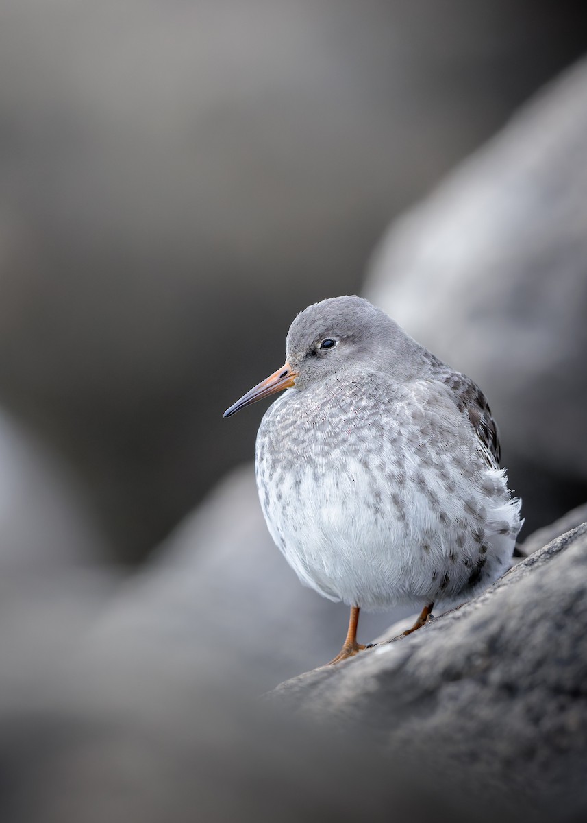 Purple Sandpiper - ML644204409