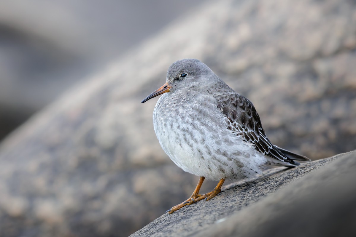 Purple Sandpiper - ML644204410