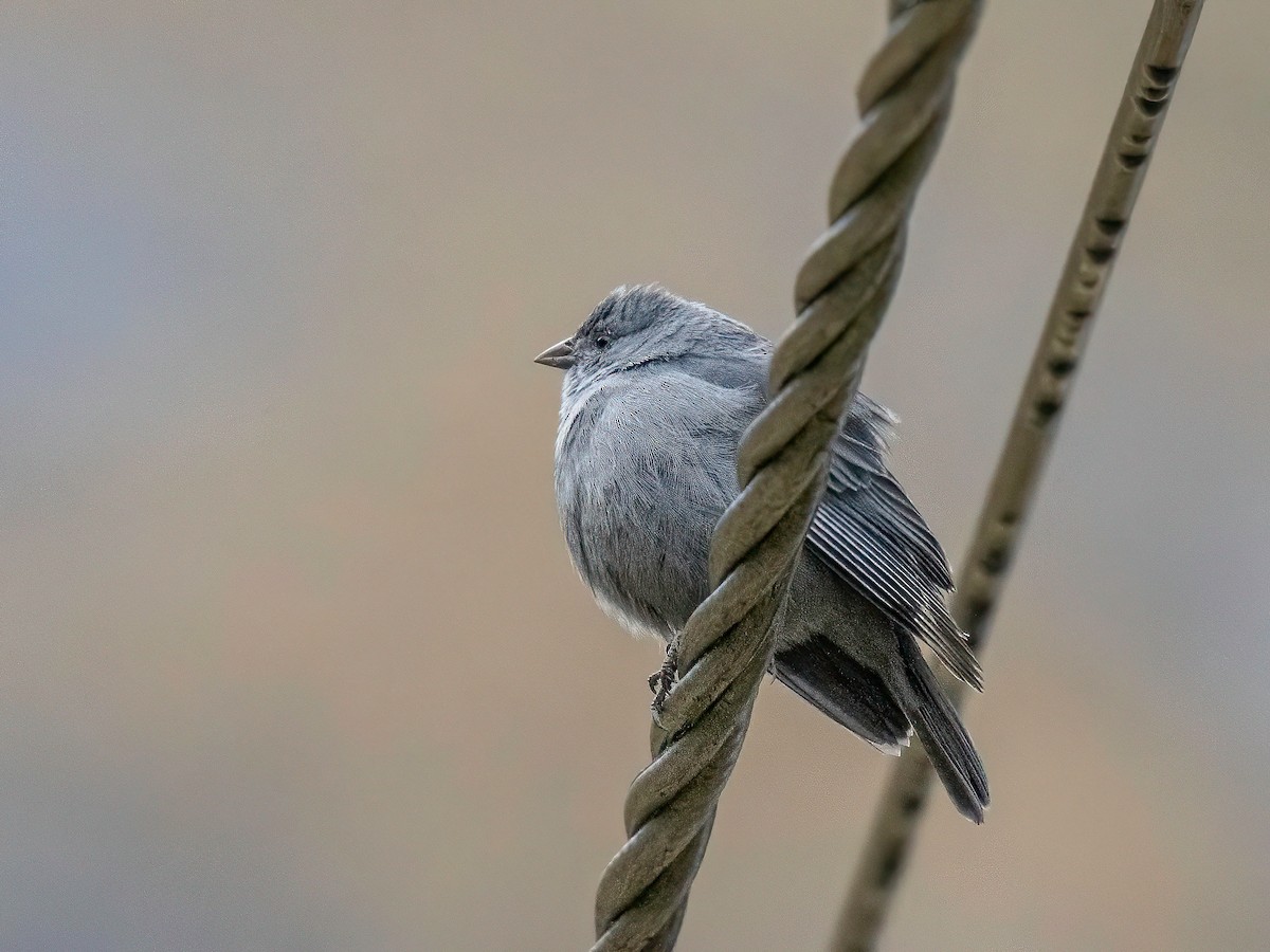 ネズミヤマシトド - ML644204431
