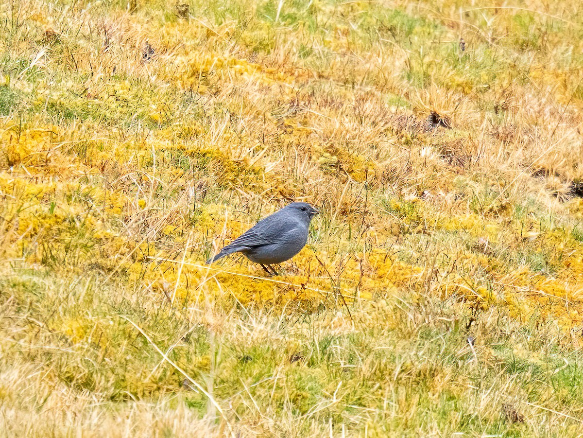 ネズミヤマシトド - ML644204435