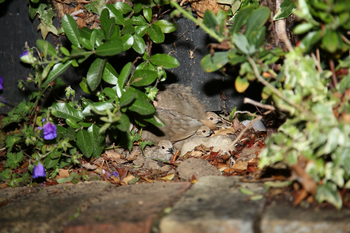 Red-legged Partridge - ML644204468