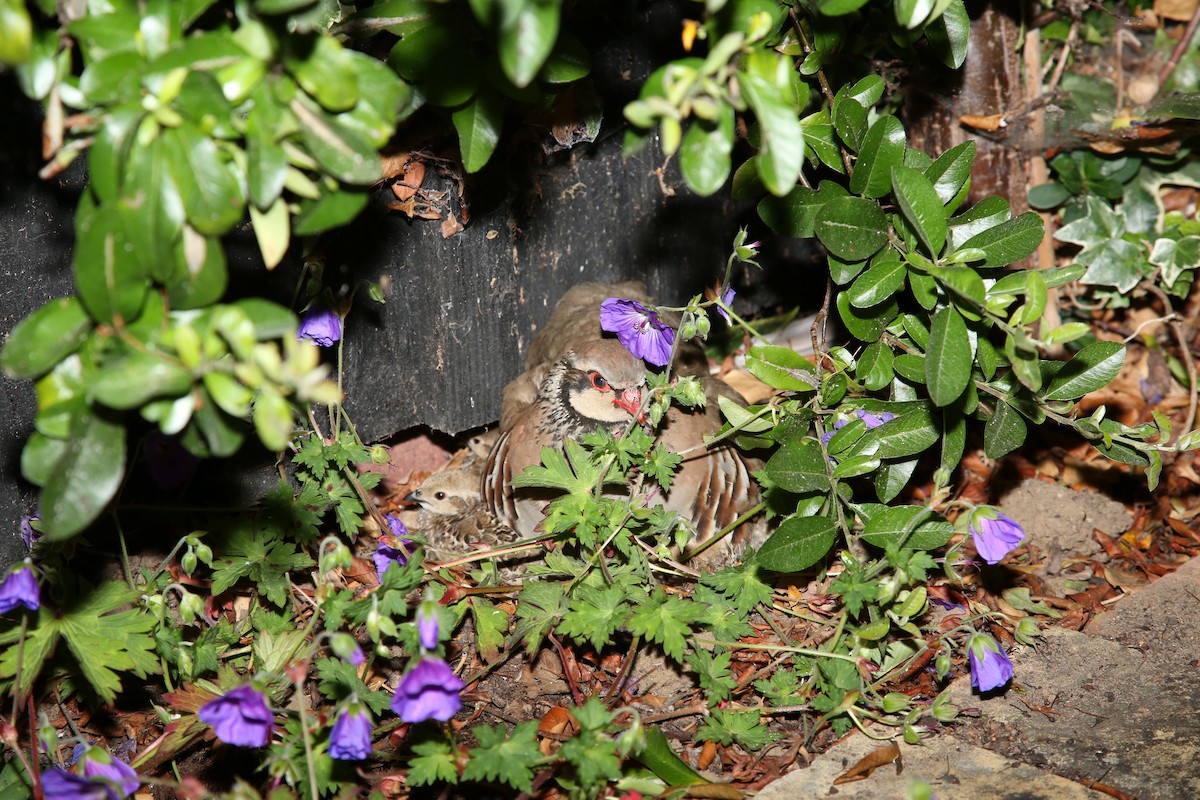 Red-legged Partridge - ML644204469