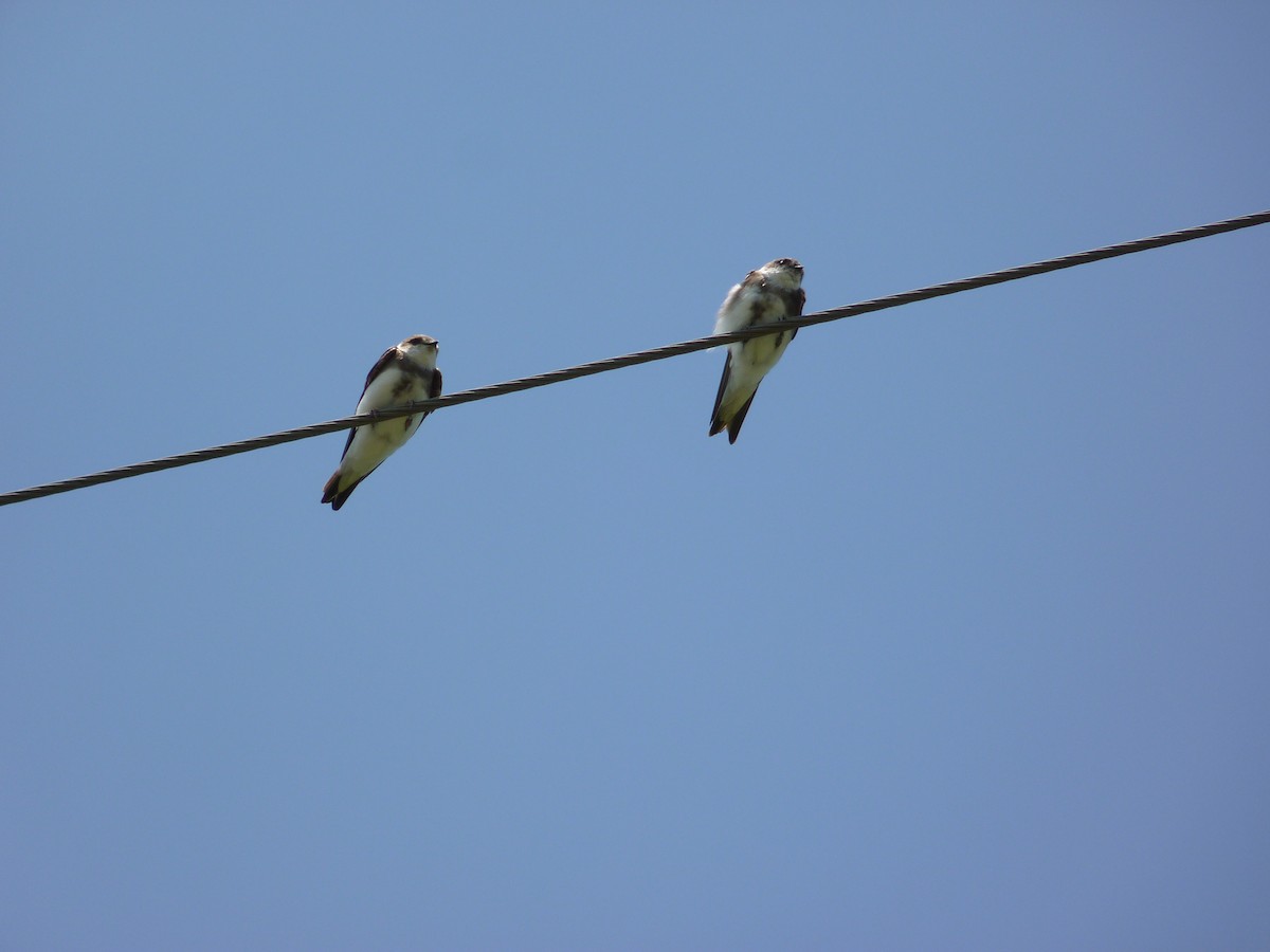 Uhalde-enara arrunta - ML644204471