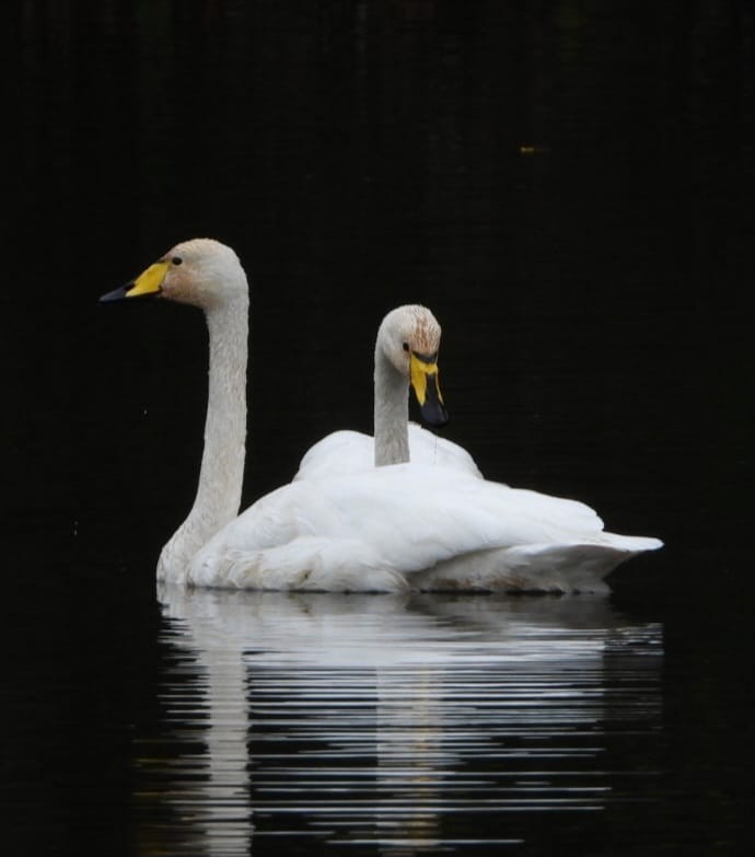 Cigno selvatico - ML644204482