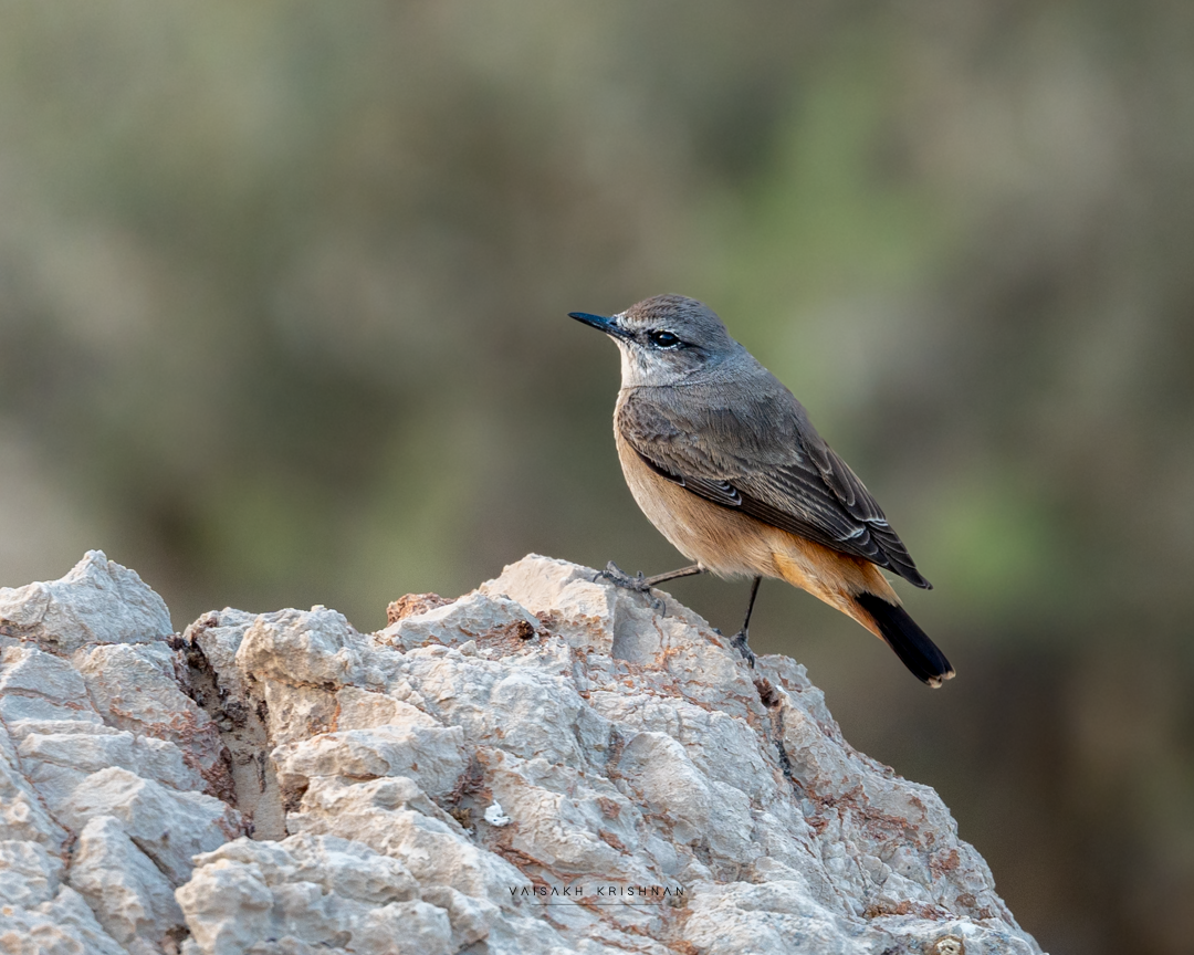Persian Wheatear - ML644204491